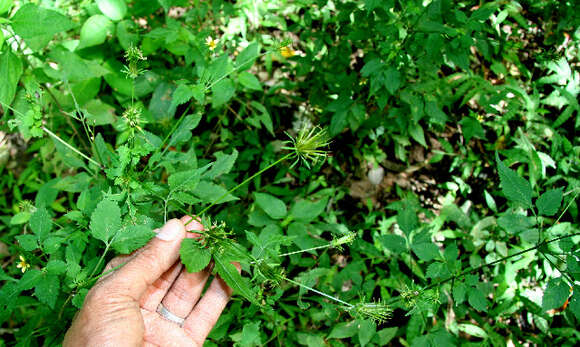 Bidens cynapiifolia Kunth的圖片