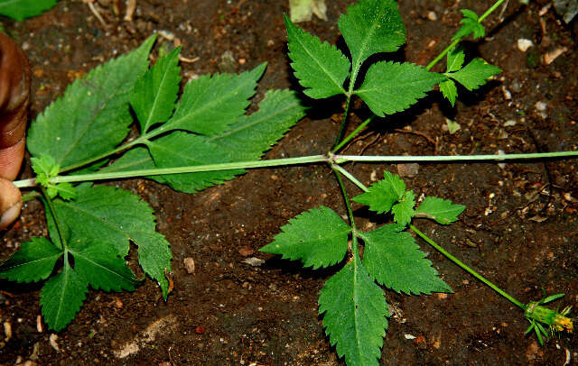 Bidens cynapiifolia Kunth的圖片