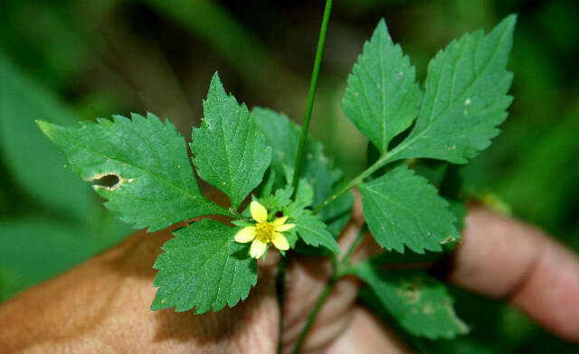 Bidens cynapiifolia Kunth的圖片