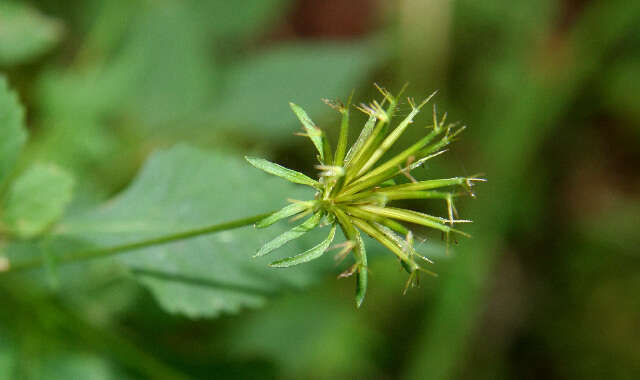 Bidens cynapiifolia Kunth的圖片