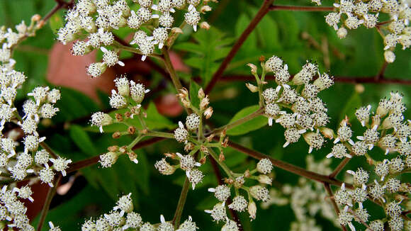 Image of Verbesina gigantea Jacq.