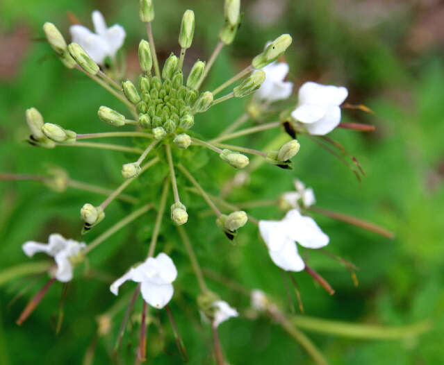 Image of Spiny Pinkqueen