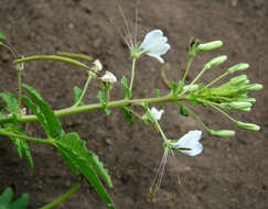 Image of Spiny Pinkqueen