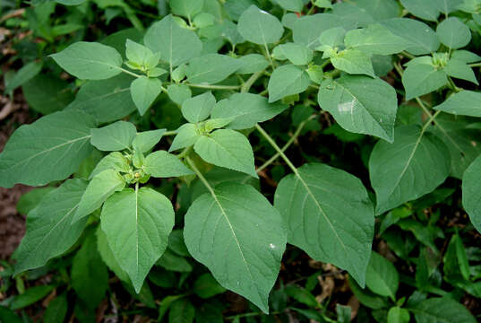 Image of Physalis ignota Britton