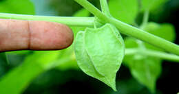 Physalis ignota Britton的圖片