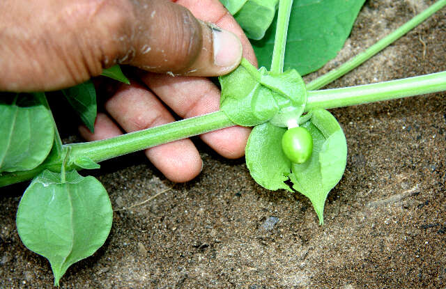 Physalis ignota Britton的圖片