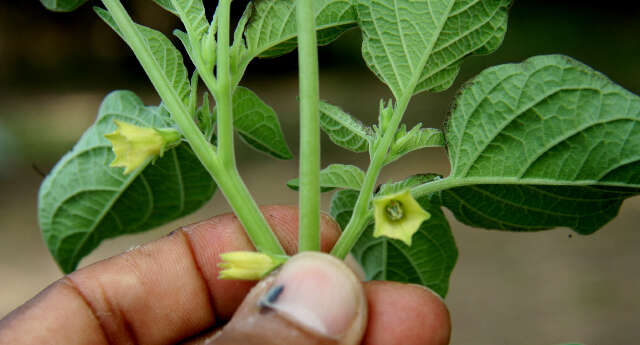 Physalis ignota Britton的圖片