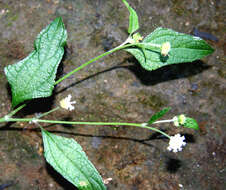 Sivun Melanthera nivea (L.) Small kuva