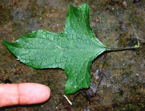 Image of snow squarestem