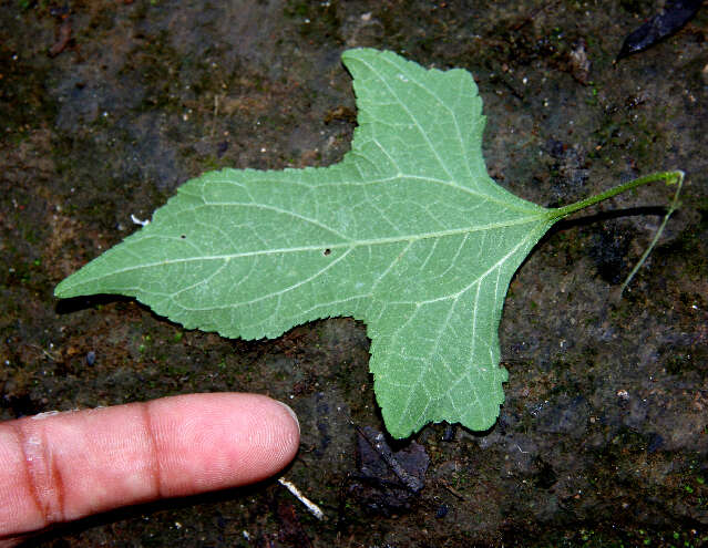 Sivun Melanthera nivea (L.) Small kuva