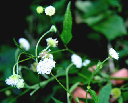 Image of snow squarestem