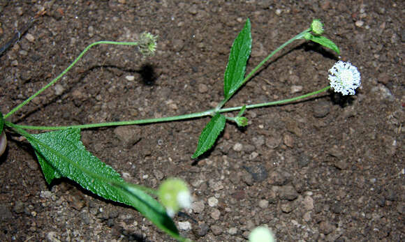 Image of snow squarestem