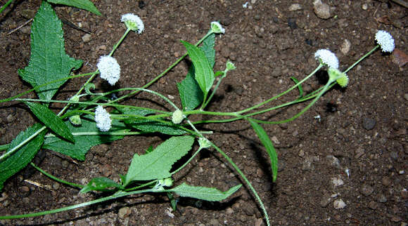 Image of snow squarestem