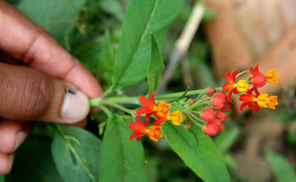 Imagem de Asclepias curassavica L.