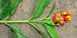 Image of bloodflower