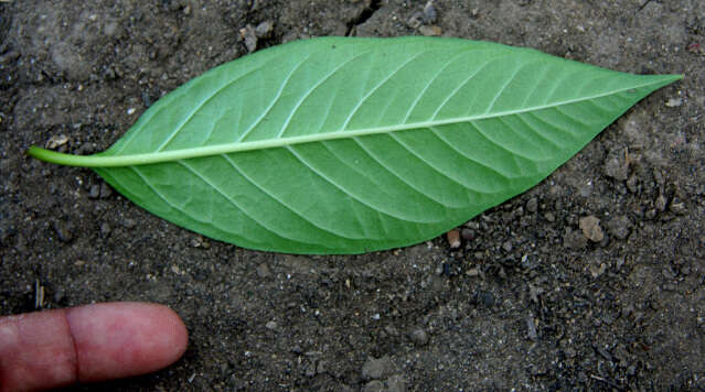 Image of milkweed