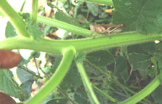 Image of Indian heliotrope