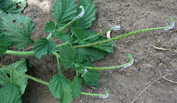 Image of Indian heliotrope