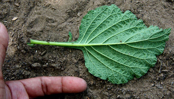 Image of Indian heliotrope