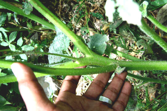 Image of Indian heliotrope