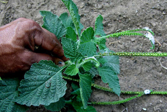 Image of Indian heliotrope