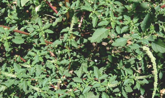 Image of Thorny pigweed