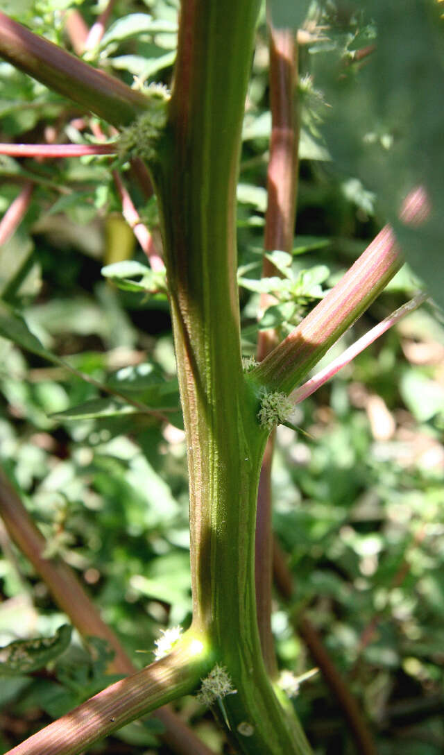 Image of Thorny pigweed