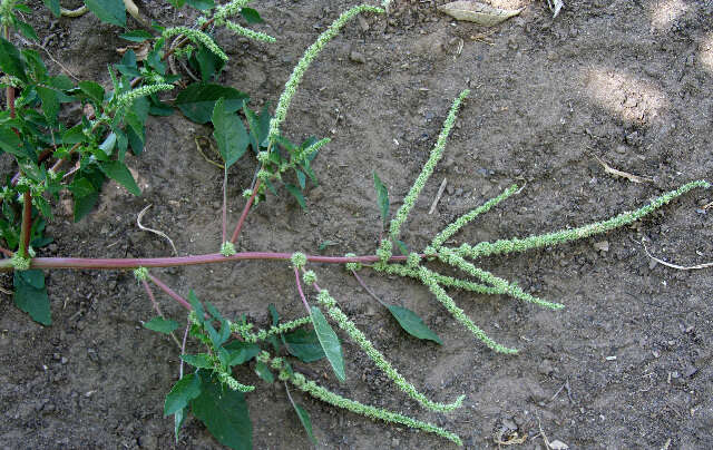 Image of Thorny pigweed