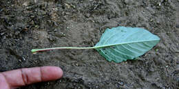 Image of Thorny pigweed