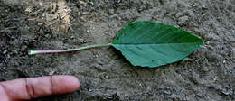 Image of Thorny pigweed