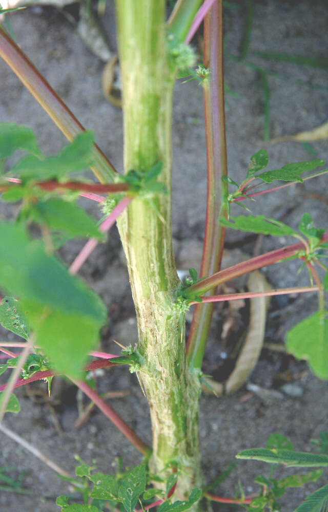 Image of Thorny pigweed