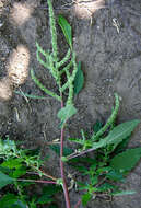 Image of Thorny pigweed