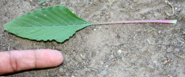 Image of Thorny pigweed