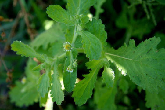 Image of Erect Tropical Daisy