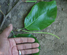 Coccoloba caracasana Meisn. resmi