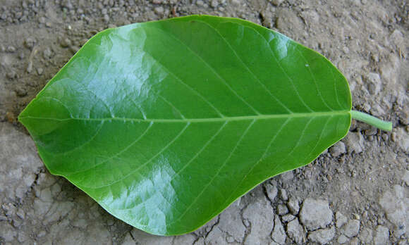 Image of Coccoloba caracasana Meisn.