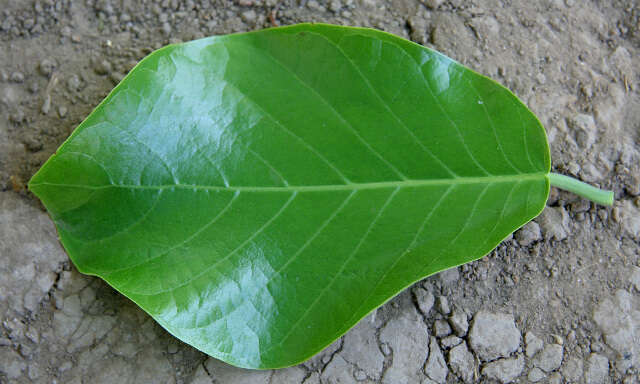 Coccoloba caracasana Meisn. resmi