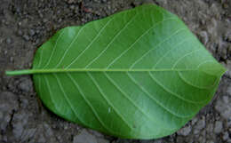 Coccoloba caracasana Meisn. resmi