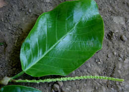 Coccoloba caracasana Meisn. resmi