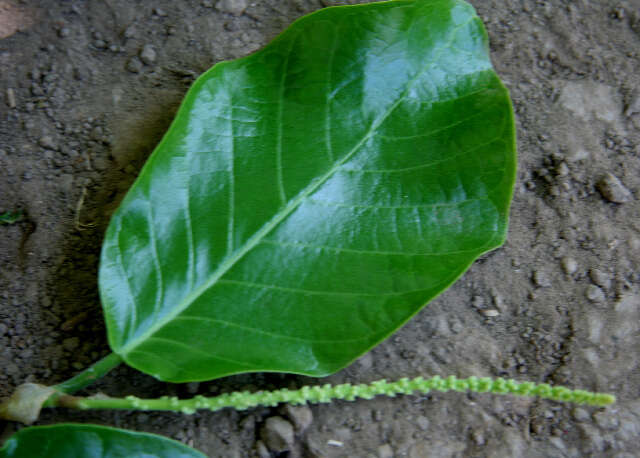 Coccoloba caracasana Meisn. resmi