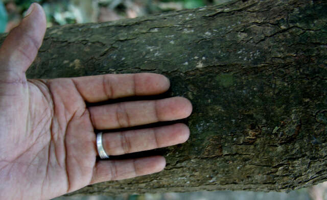 Coccoloba caracasana Meisn. resmi