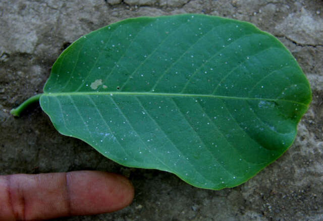 Coccoloba caracasana Meisn. resmi