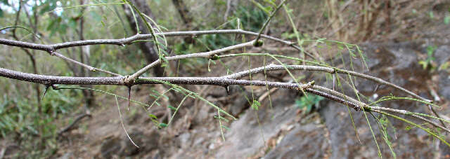 Image of Chloroleucon mangense (Jacq.) Britton & Rose