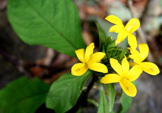 Image of Barleria oenotheroides Dum.-Cours.