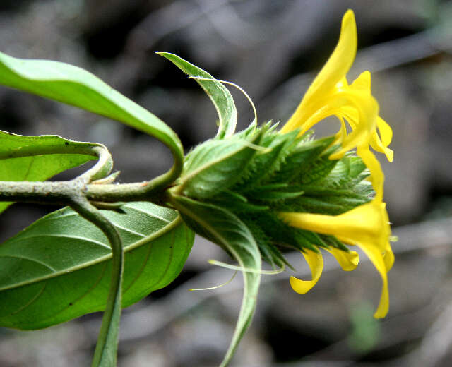 Image of Barleria oenotheroides Dum.-Cours.