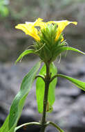 Image of Barleria oenotheroides Dum.-Cours.