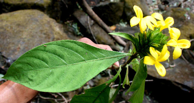 Image of Barleria oenotheroides Dum.-Cours.