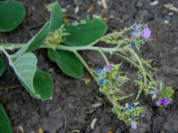 Image of Desmodium nicaraguensis