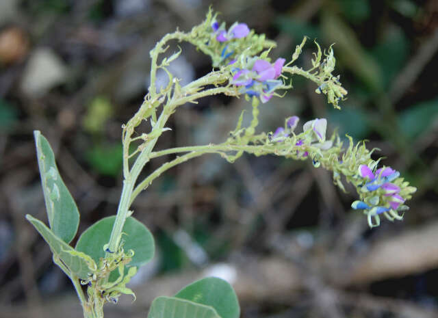 Image of Desmodium nicaraguensis