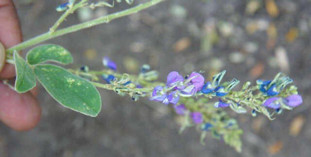 Image of Desmodium nicaraguensis